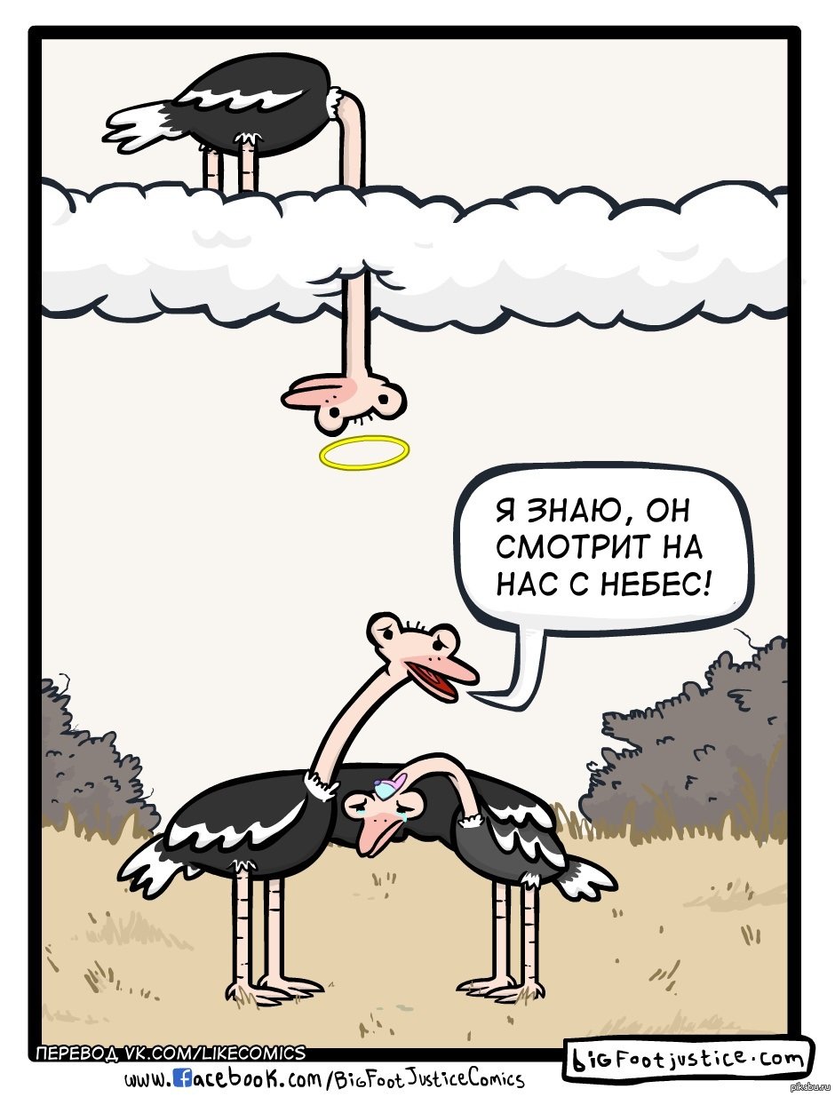 Мемы про страусов