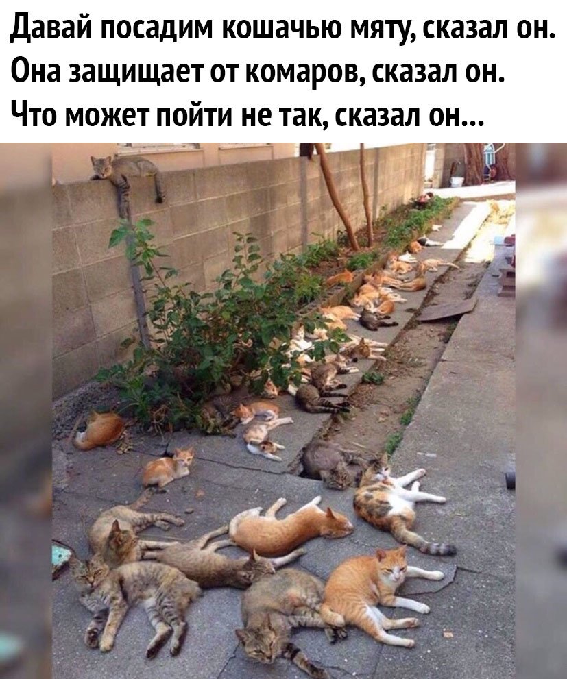 Много котов во дворе