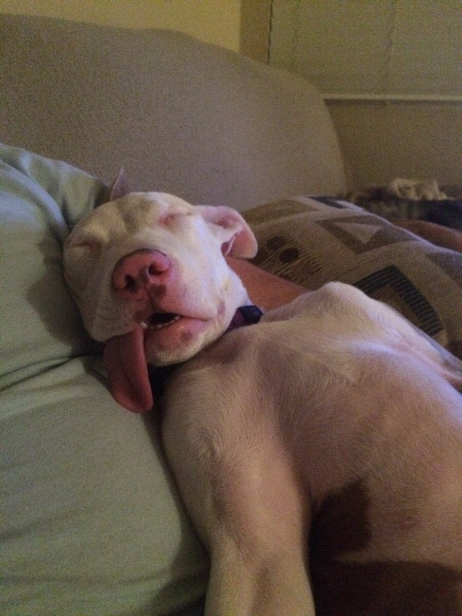 Собака спит с высунутым языком