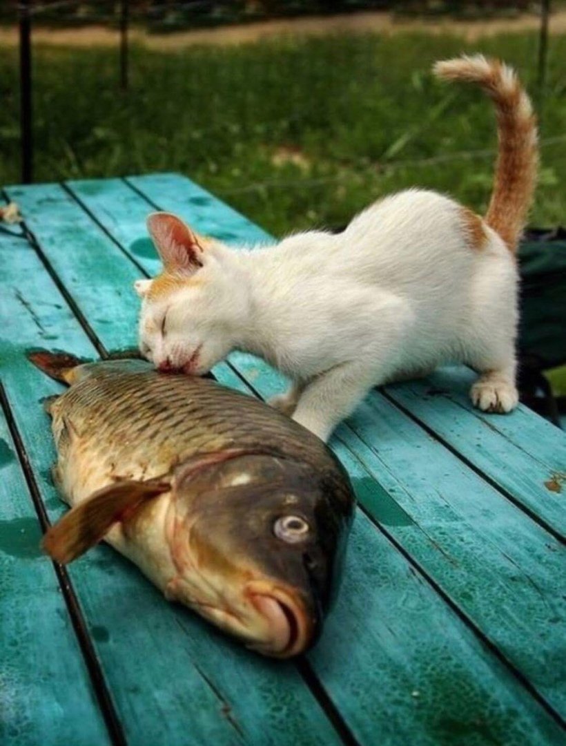 Коты на рыбалке