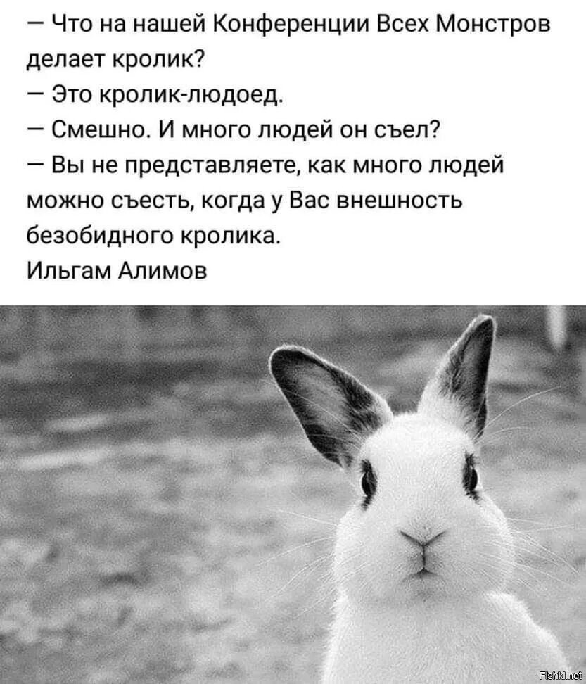 Афоризмы про кролика
