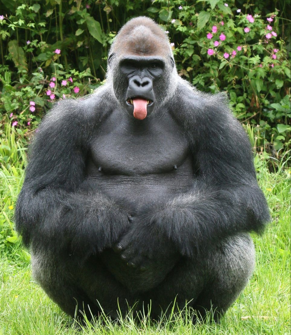 Доминантный самец гориллы