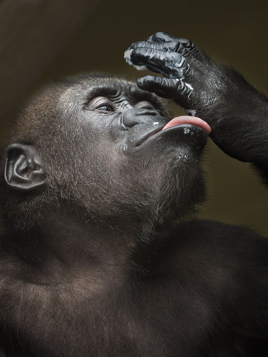 Нос гориллы