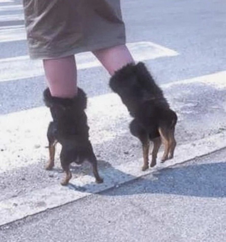 Туфли для собак на каблуках