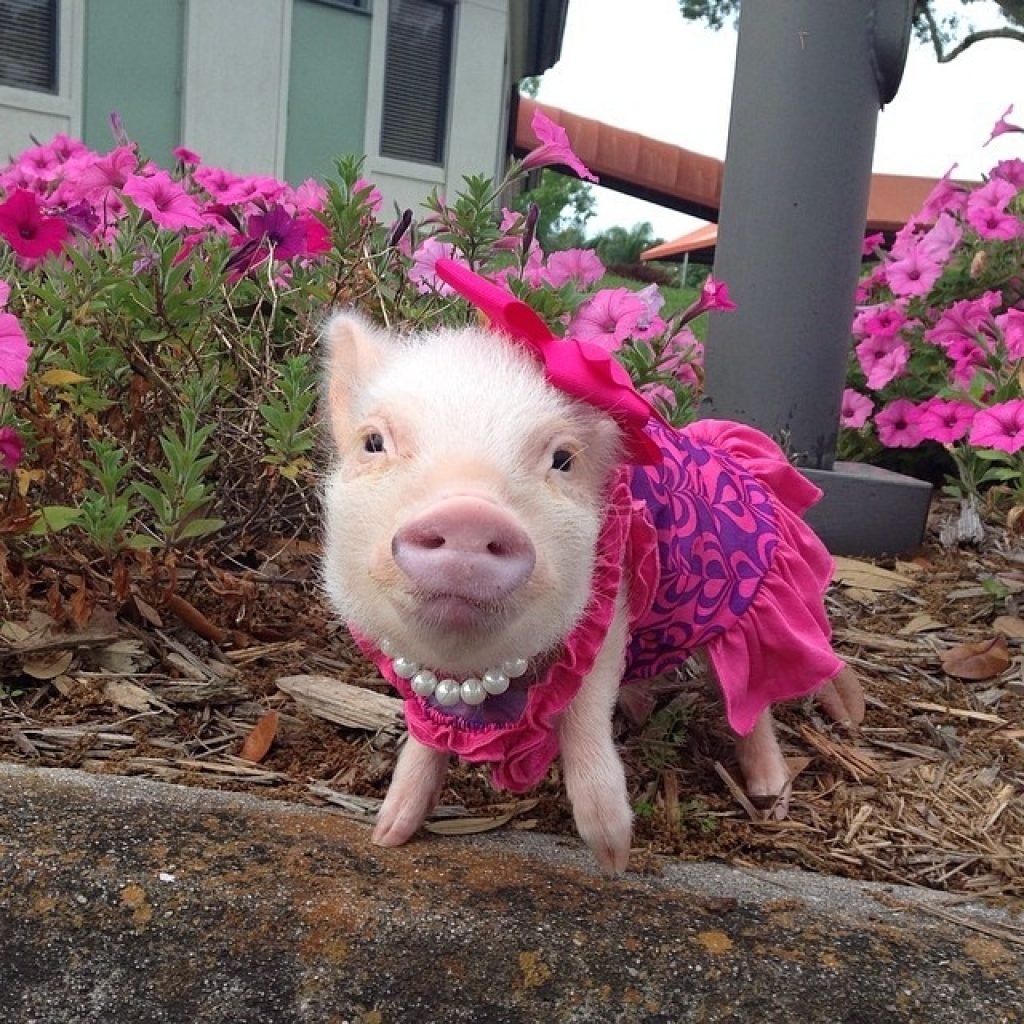 Свинка с цветами. Мини Пиг собака. Поросёнок мини Пиг. Розовый поросенок. Поросенок в платье.