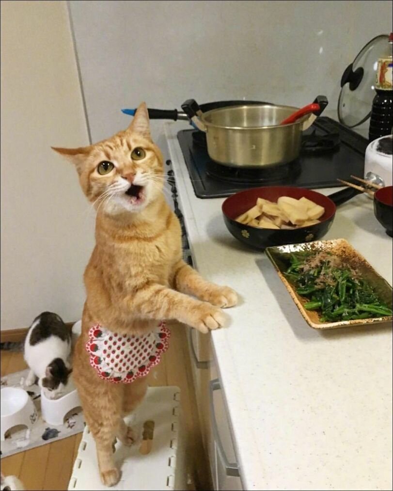 Кошка готовит