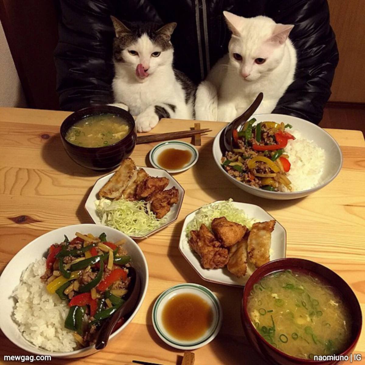 На счет обеда. Котик с едой. Кот за столом с едой. Коты за столом. Еда для кошек.
