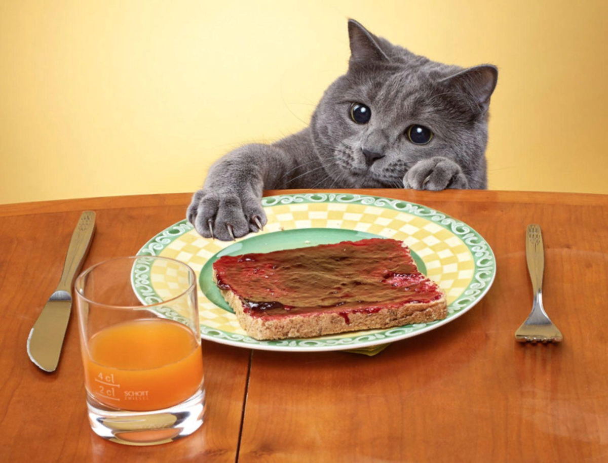 Кот обедает. Котик с едой. Еда для кошек. Кот бутерброд.