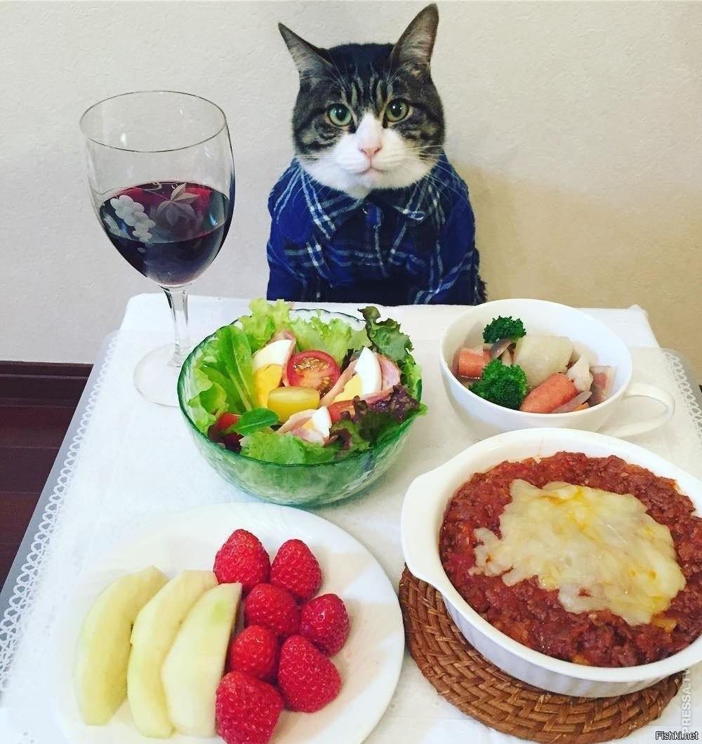 Кот обедает