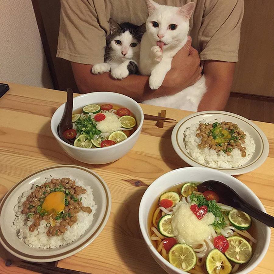 Кошачий ужин