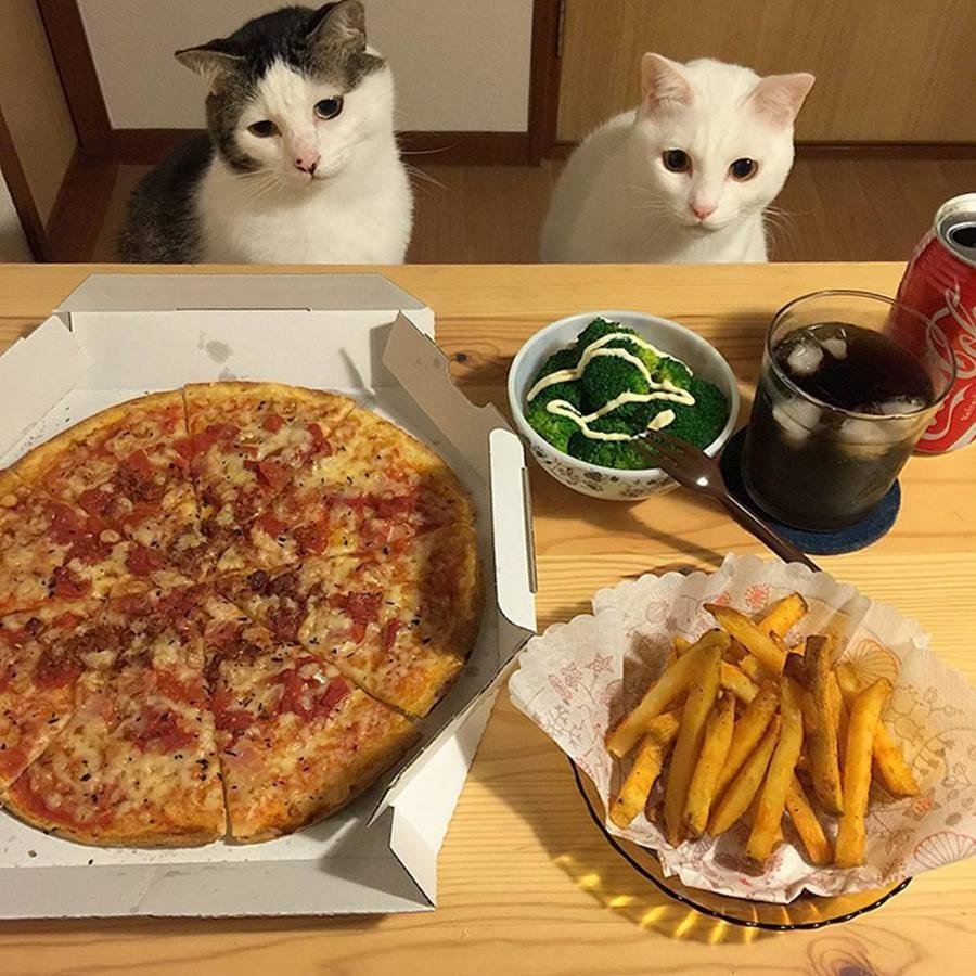 Кошка с пиццей