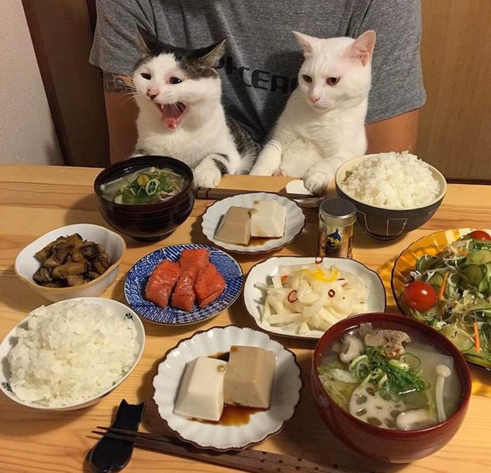 Кошачий стол для еды