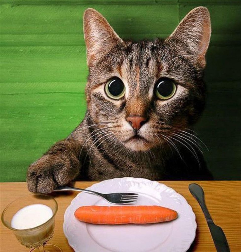 Кот в тарелке