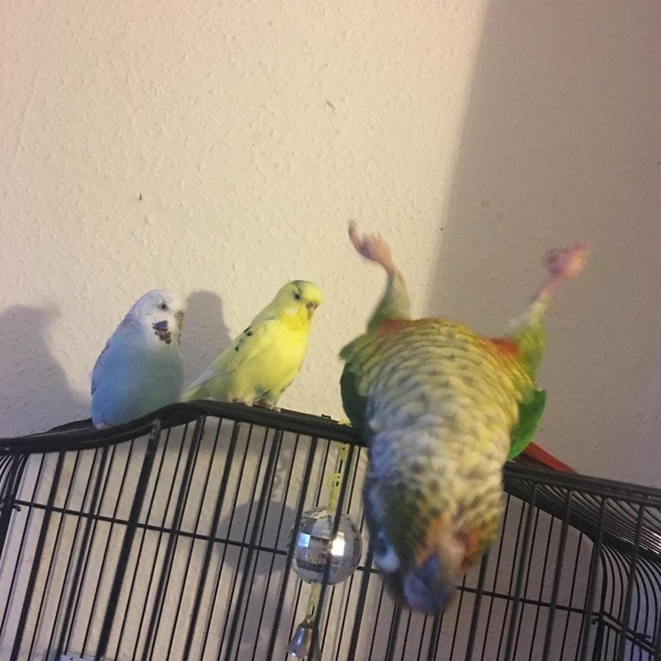 Крупные попугаи