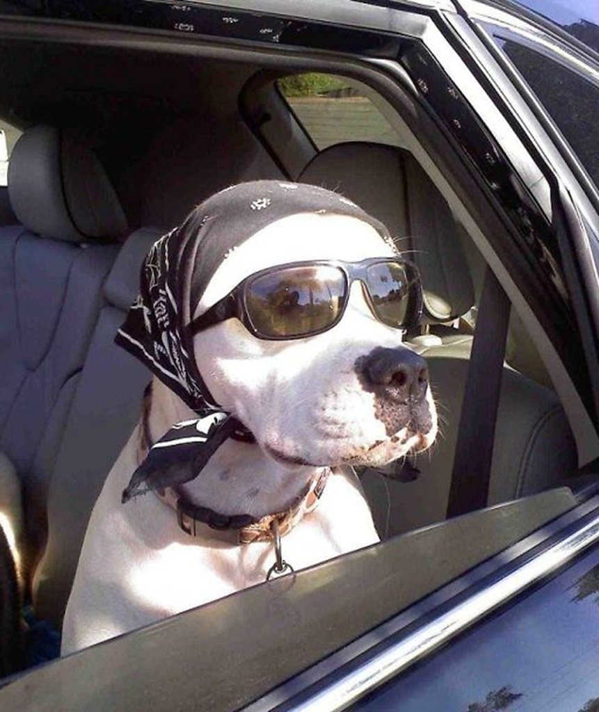 Собака в очках в машине