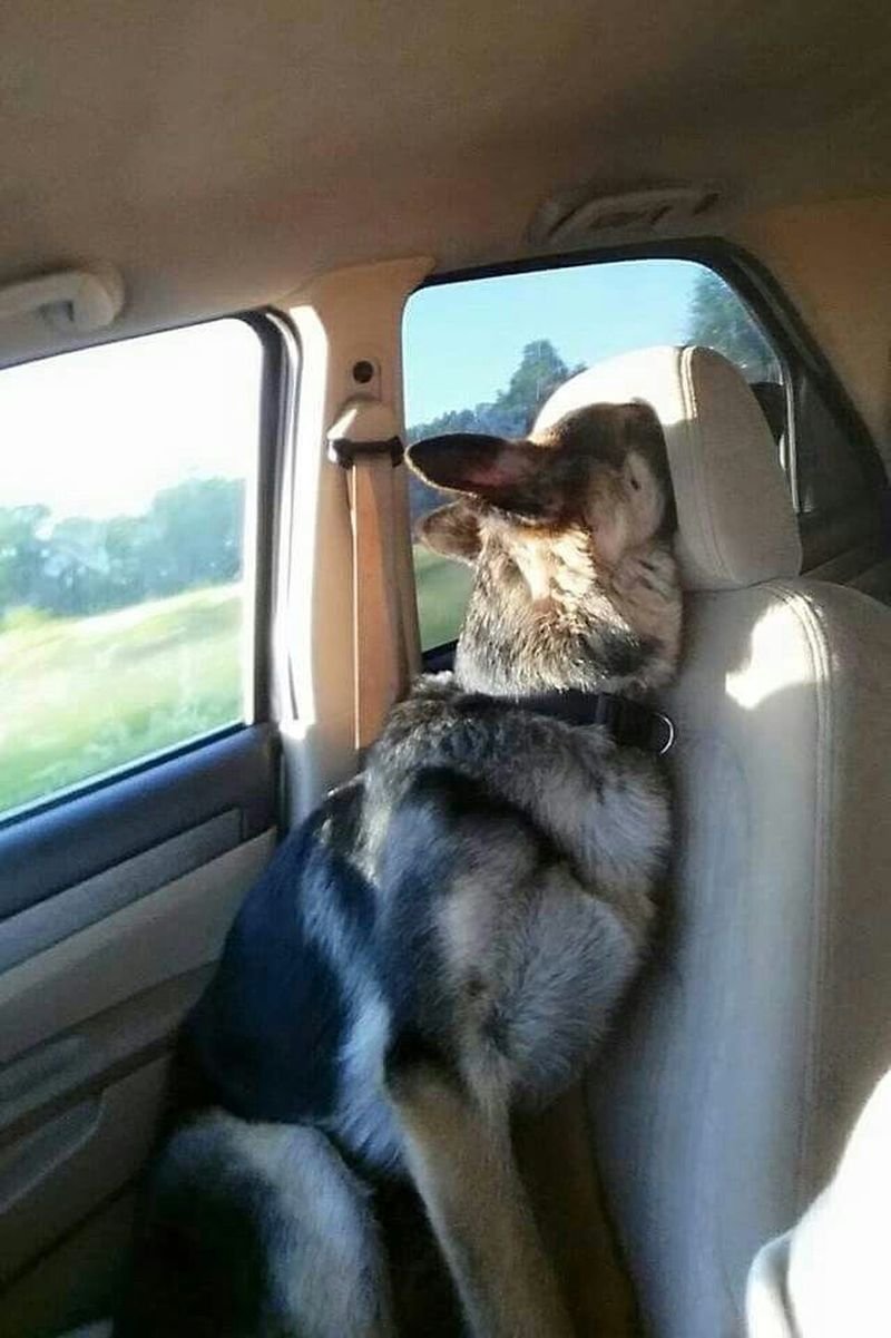 Собака в авто