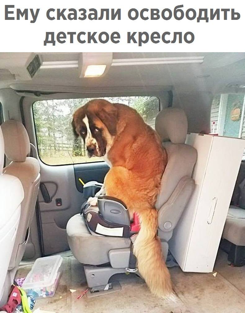Животные в машине
