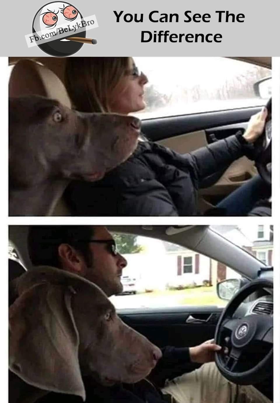 Много собак в машине