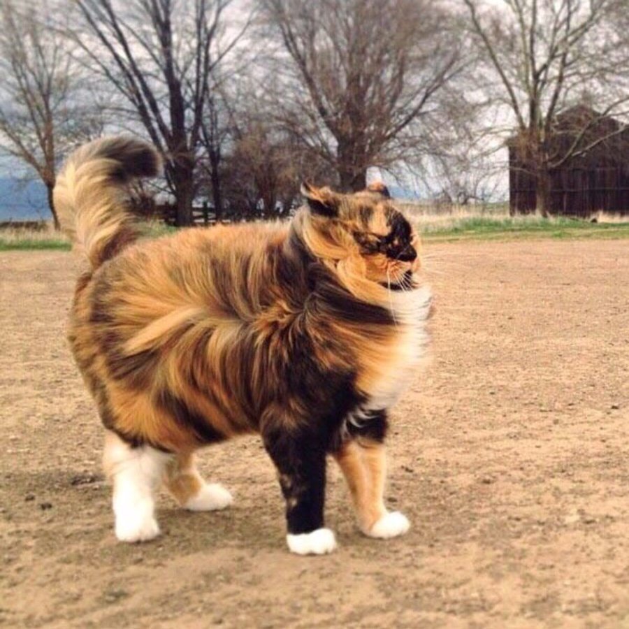 Кот на ветру