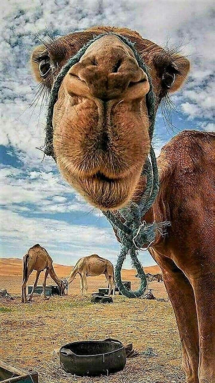Верблюд морда
