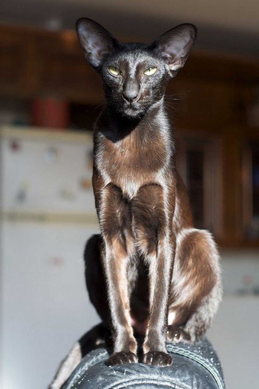 Египетская Ориентальная кошка