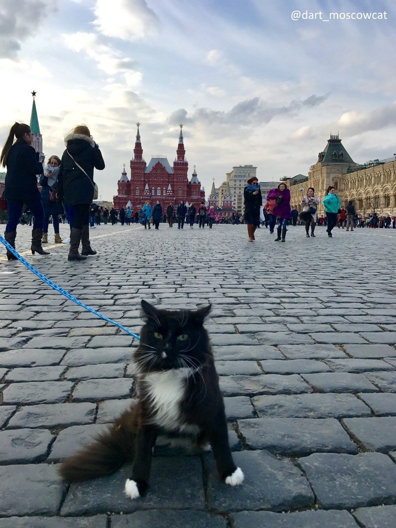 Коты на красной площади