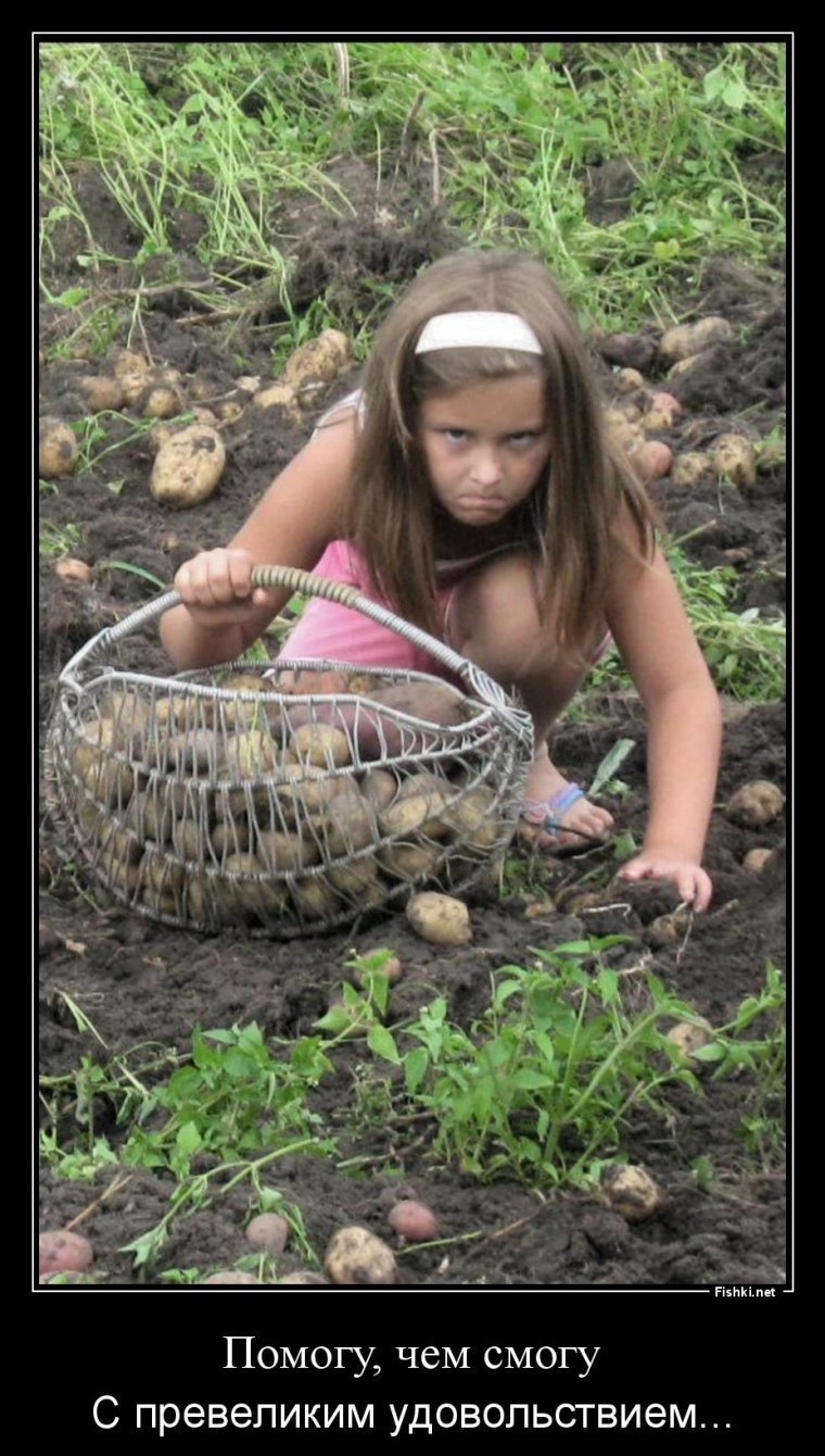 Давайте поможем бабушке. Внучка с радостью помогает бабушке. Скоро на всех грядках страны. Бабушка собирает картошку. Девушка в огороде копает картошку.