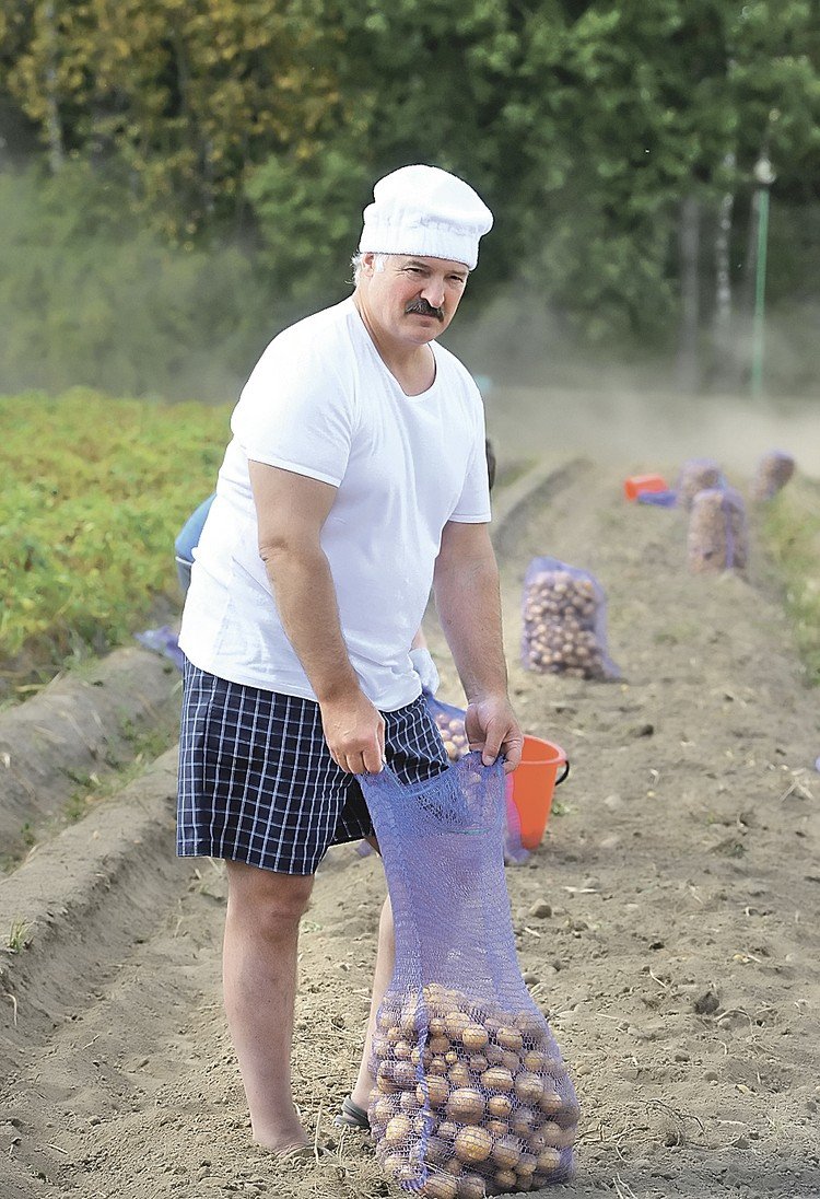 Нажарь картошечки Лукашенко
