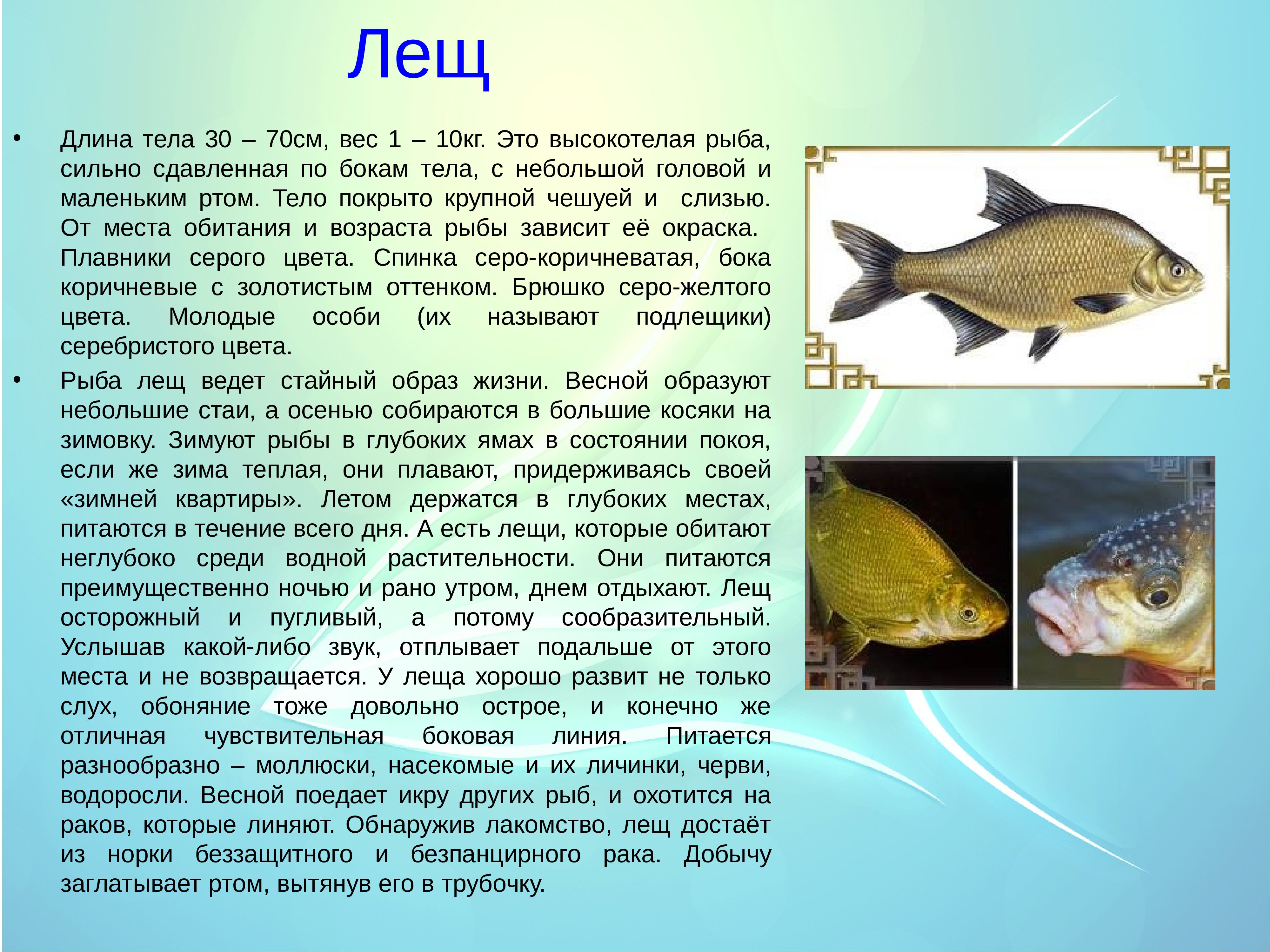 Рыбы описание для детей. Описание рыбы. Рыбы и их описание. Сообщение о леще. Рассказ о рыбе.