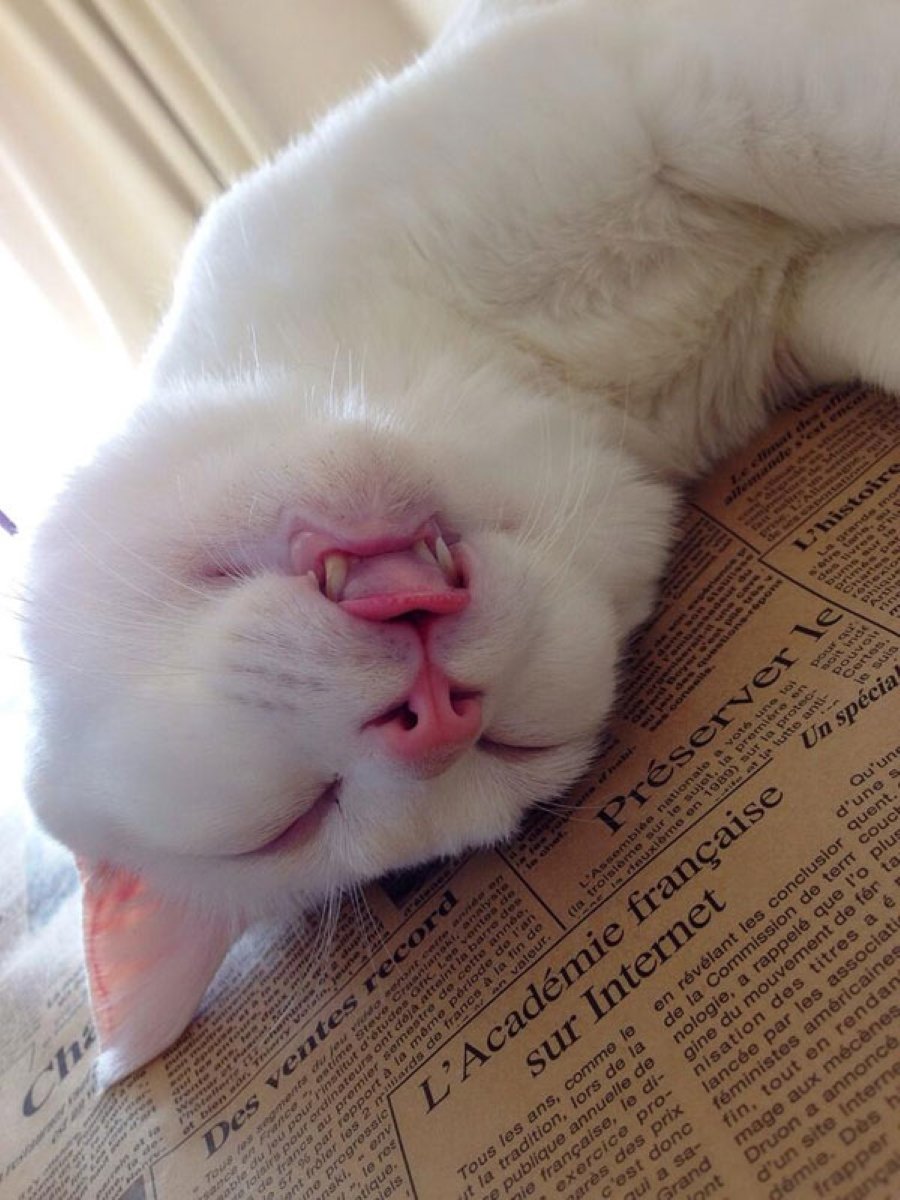 Спать с высунутым языком. Спящий кот. Спящие котики. Спящий кот смешной. Уставший котик.
