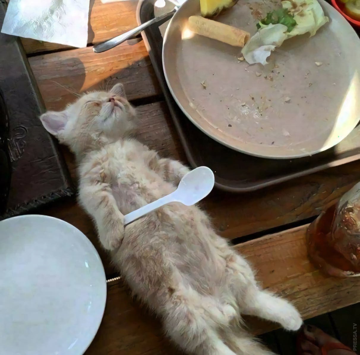 Забыть голодный. Котенок наелся. Приятного аппетита коты. Смешной обед. Обед прикол.