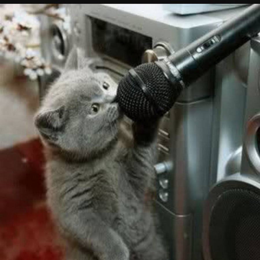 Кошка с микрофоном