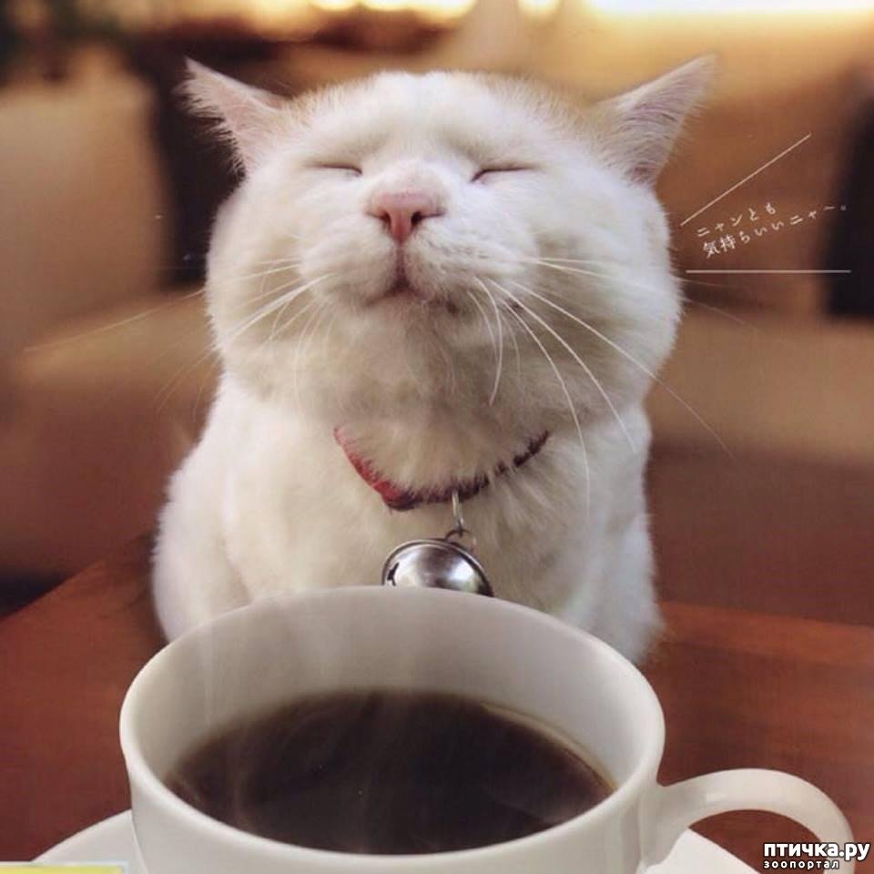 Кот пьет кофе