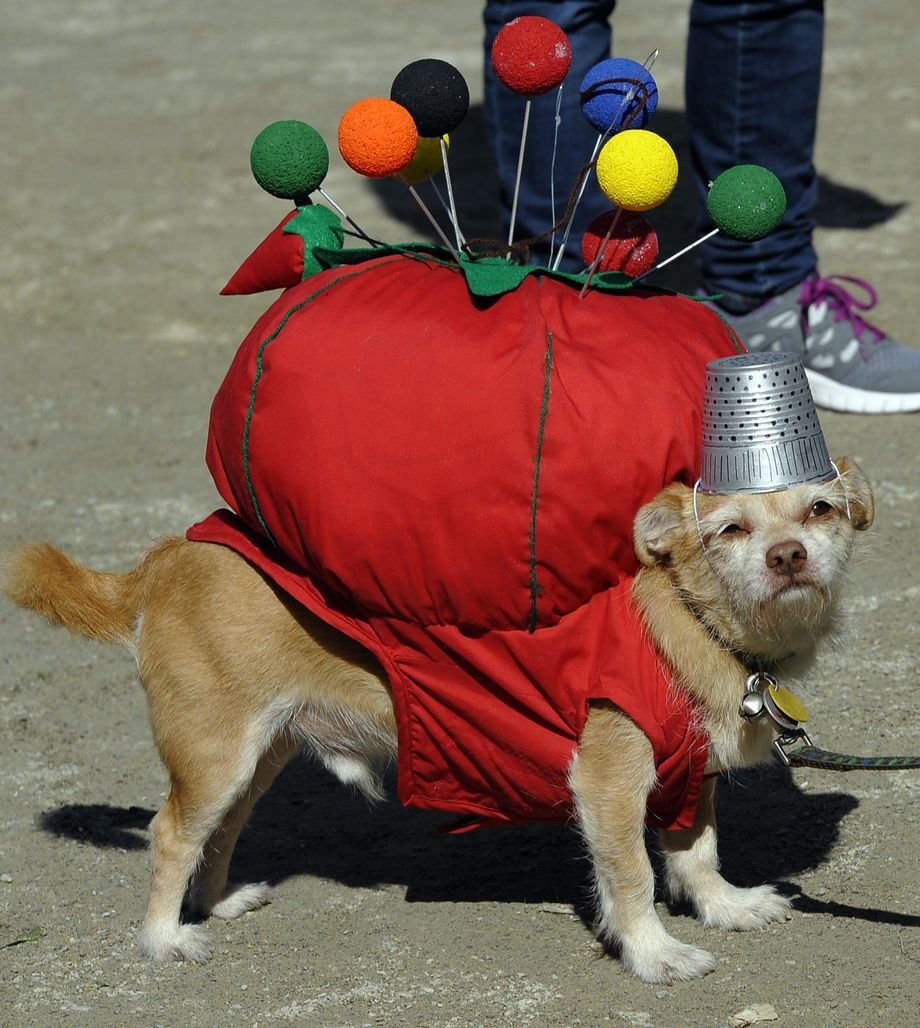 Странные костюмы для собак