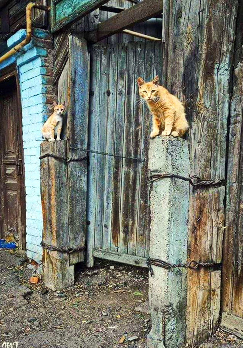 Кот у ворот