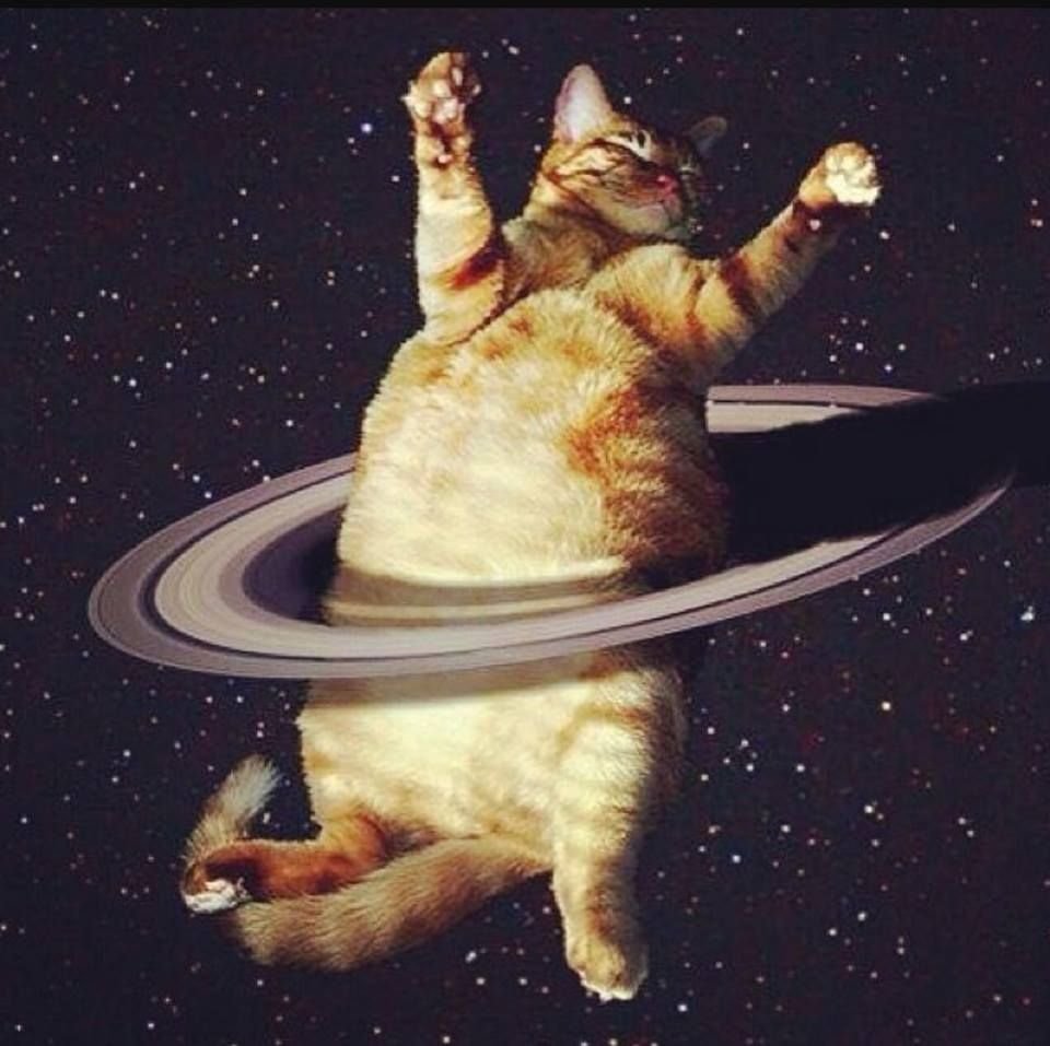 Коты в космосе