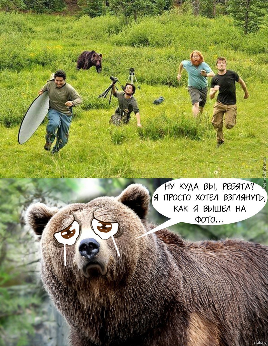 Мемы про медведей