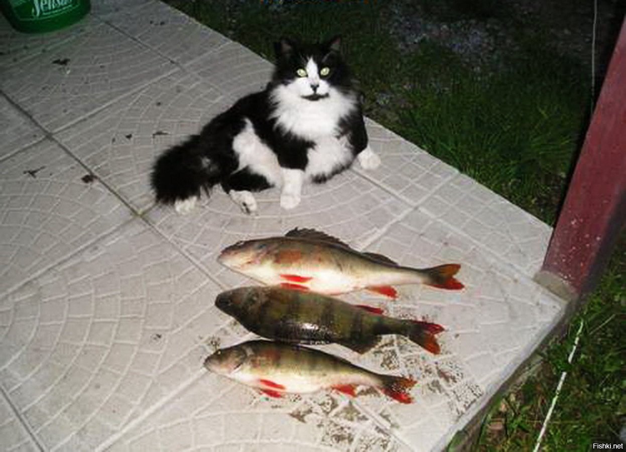 Раз два три рыбку. Кот несет рыбу. Кот с рыбой. Кошка для рыбалки. Кот несет пойманную рыбу.