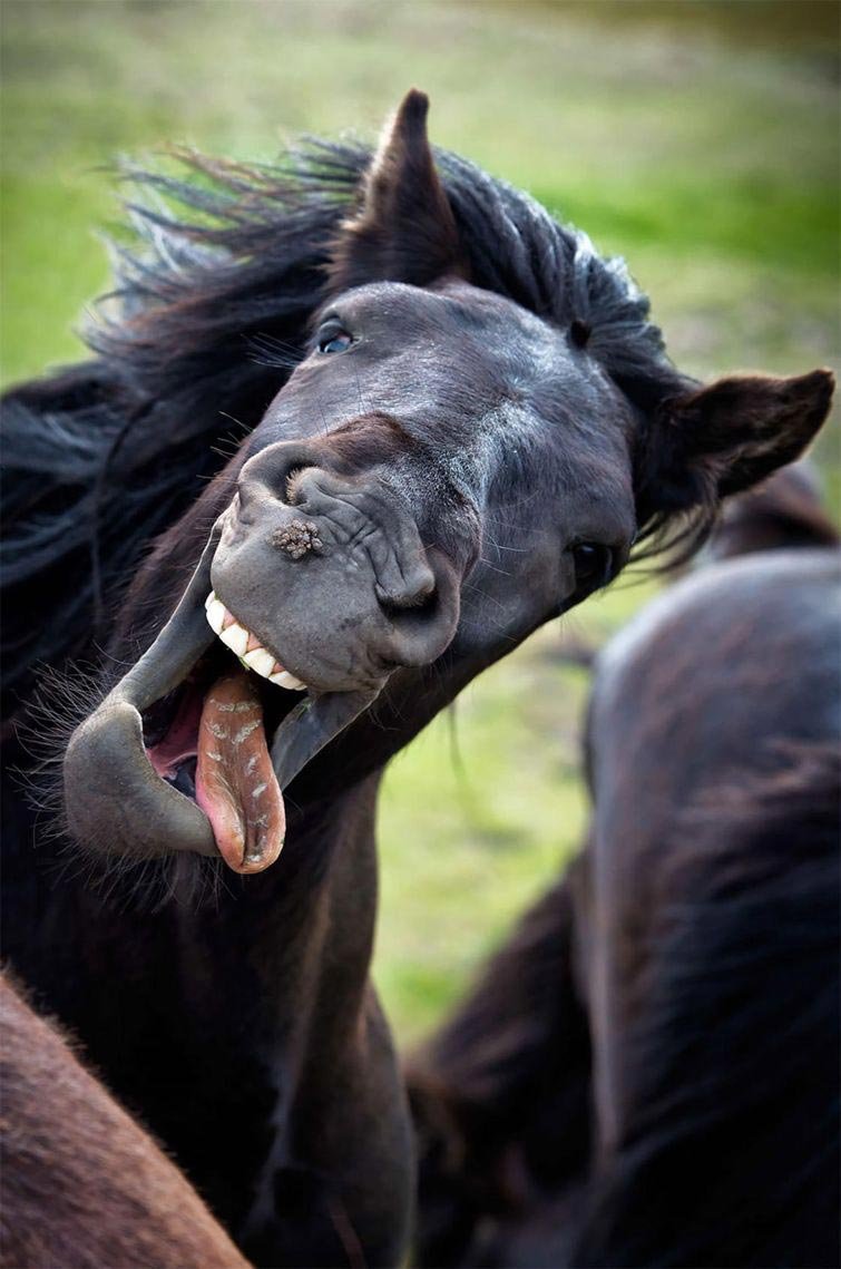 Конь смеется