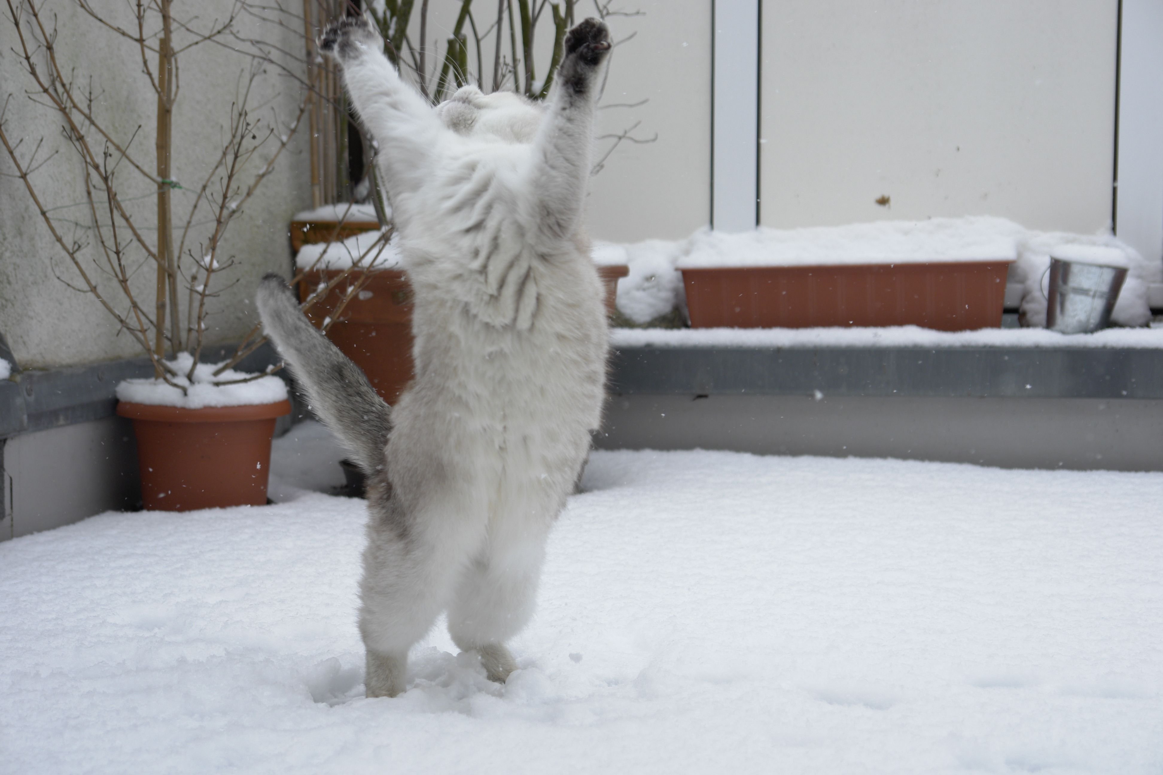 Снежок пришел. Ура снег. Кот радуется снегу. Котик в снегу. Коты радуются снегу.