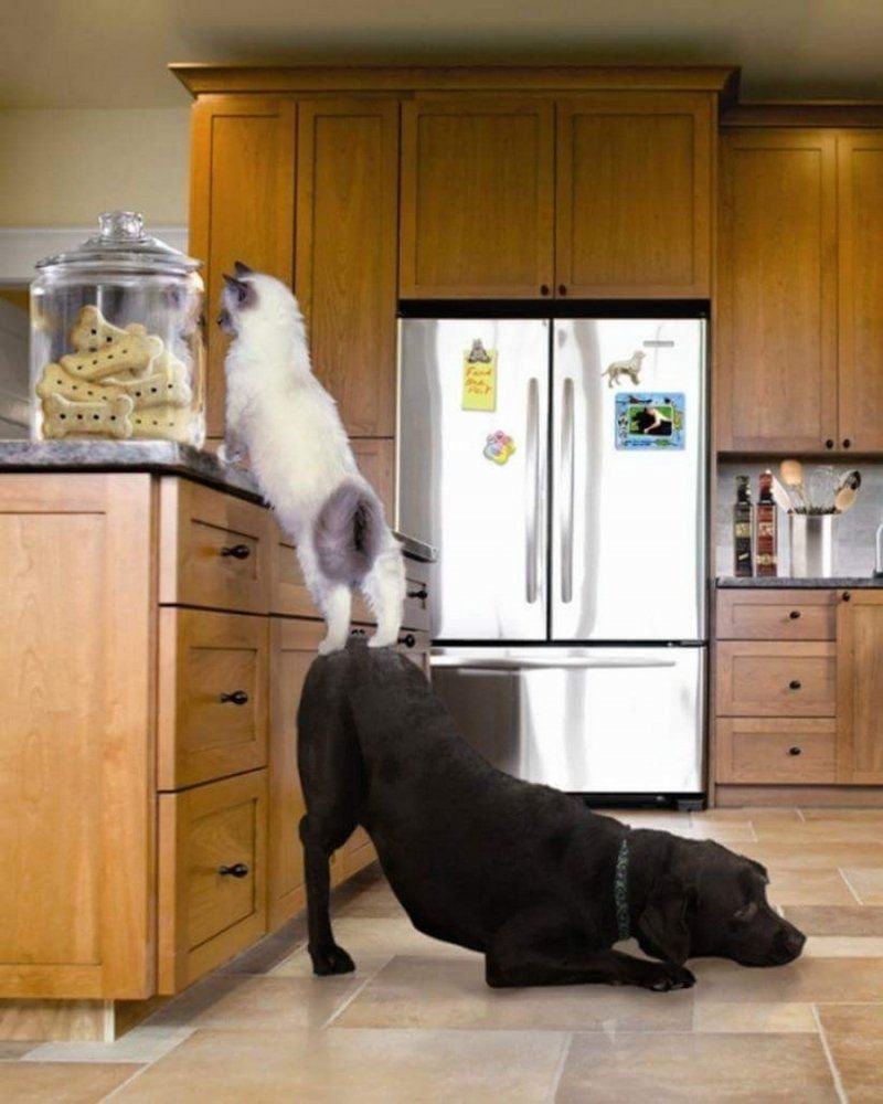 Смешные животные на кухне