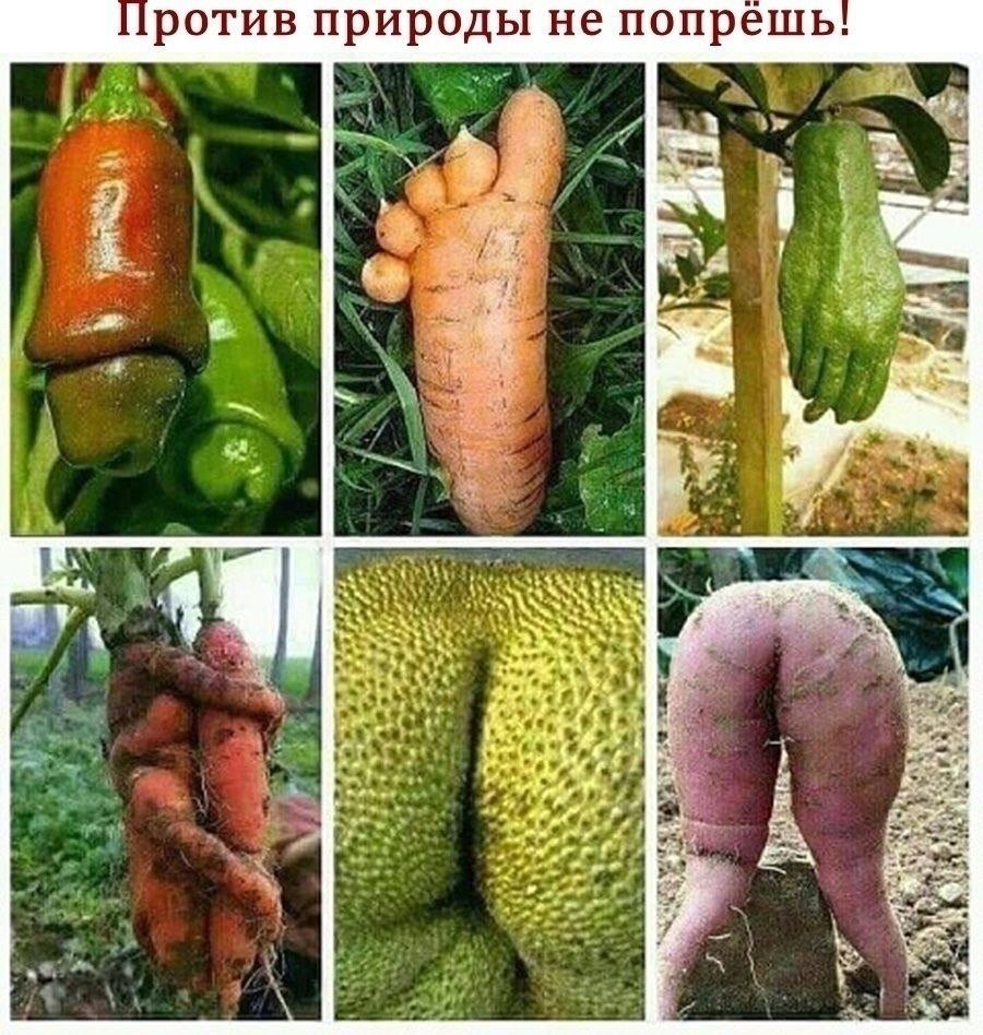 Фрукты и овощи похожие на половые органы