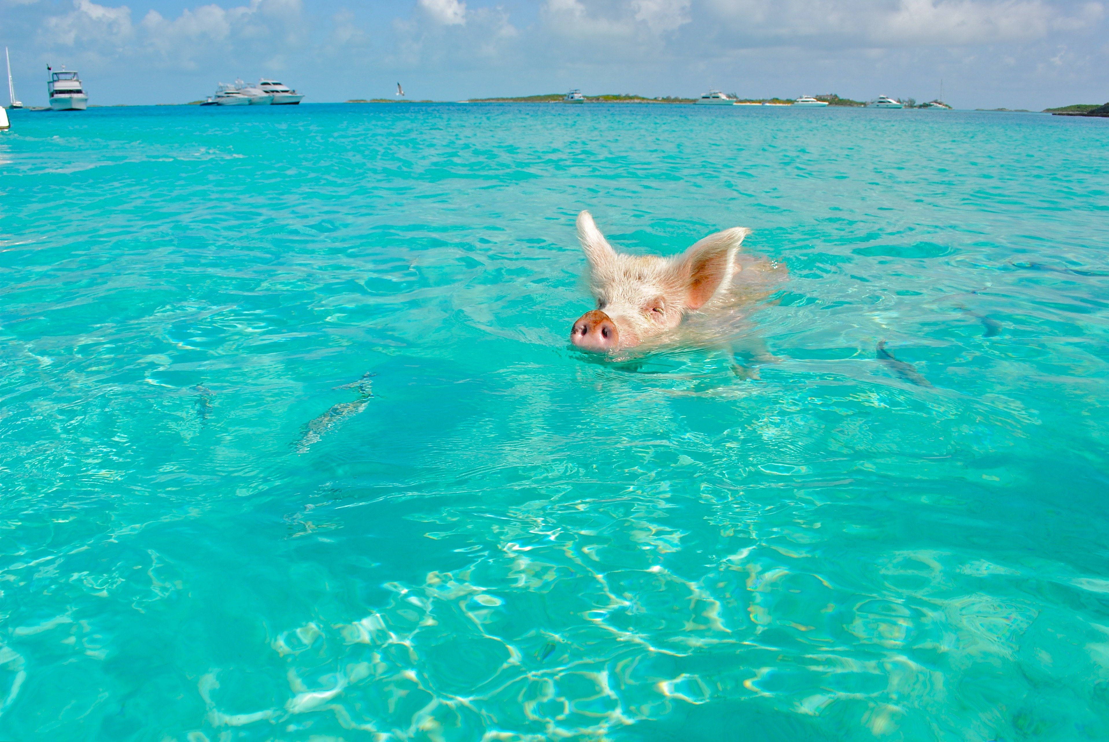 Свинья плавает