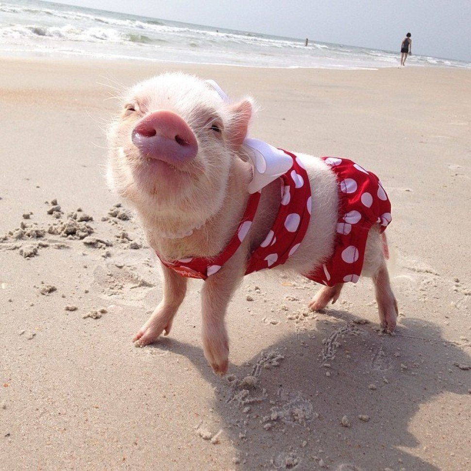 Свинка на пляже