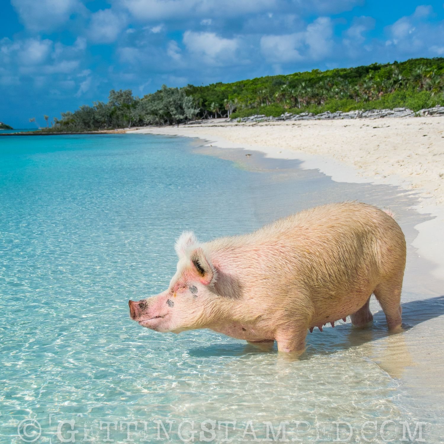 Свинья кайфует. Пиг-Бич Багамские острова. Остров Пиг Бич Багамы. Свинья на море. Свинья загорает.