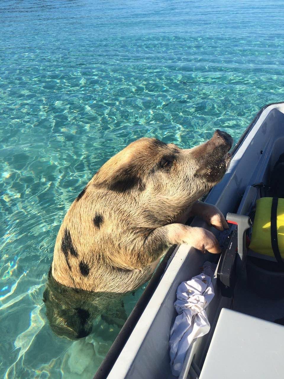 Свинья в отпуске