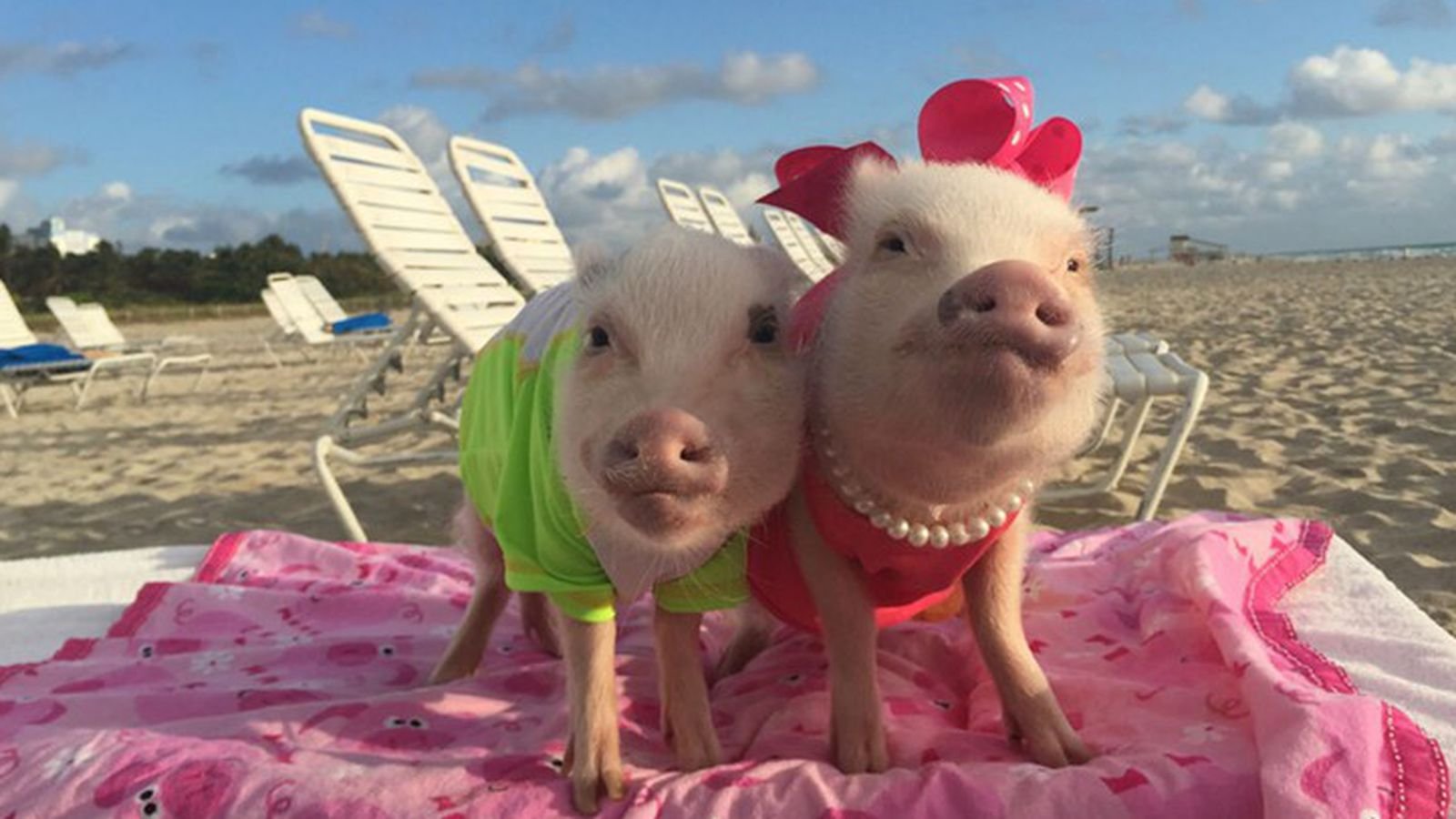 Клип свинья. Свинка на пляже. Свинья на море. Поросенок в купальнике. Свинья на пляже.