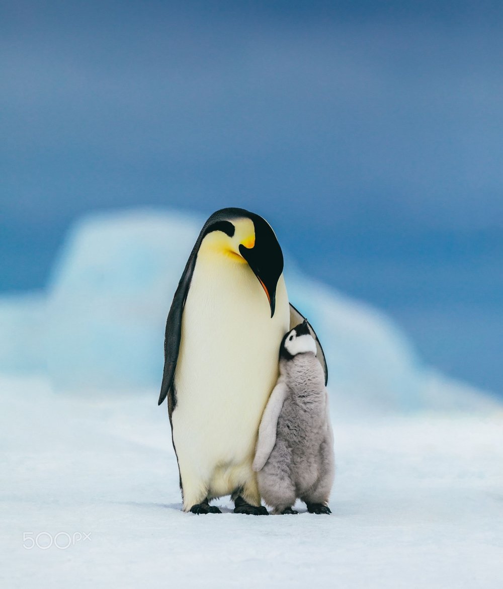 Пингвинчики картинки