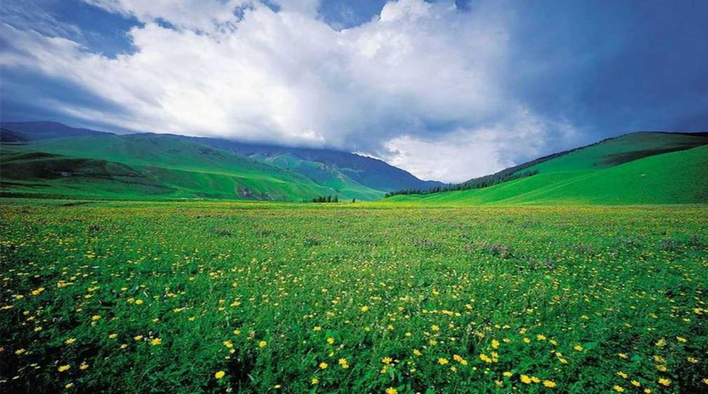 Xinjiang grassland