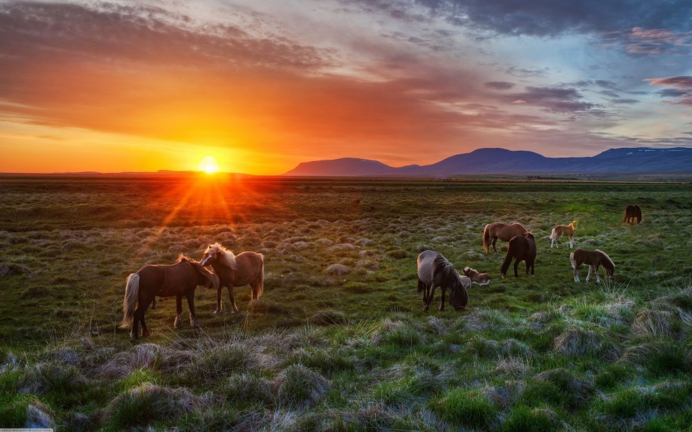 Красивая природа Монголии лошади